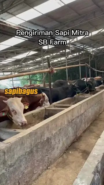 Pengiriman-Sapi-Mitra-SB-Farm-